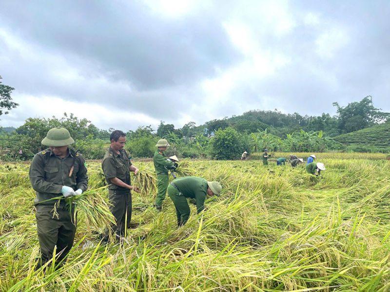 Công an xã giúp người dân thu hoạch lúa tránh thiên tai -4