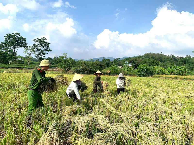 Công an xã giúp người dân thu hoạch lúa tránh thiên tai -5