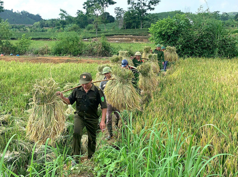 Công an xã giúp người dân thu hoạch lúa tránh thiên tai -6