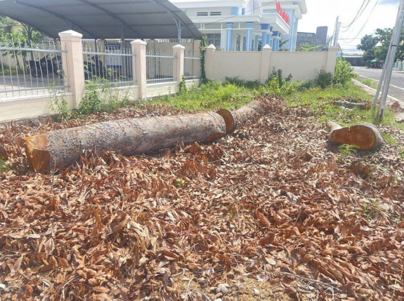 Hàng loạt cây cổ thụ tại một phường bị cưa bán trước ngày sáp nhập -0