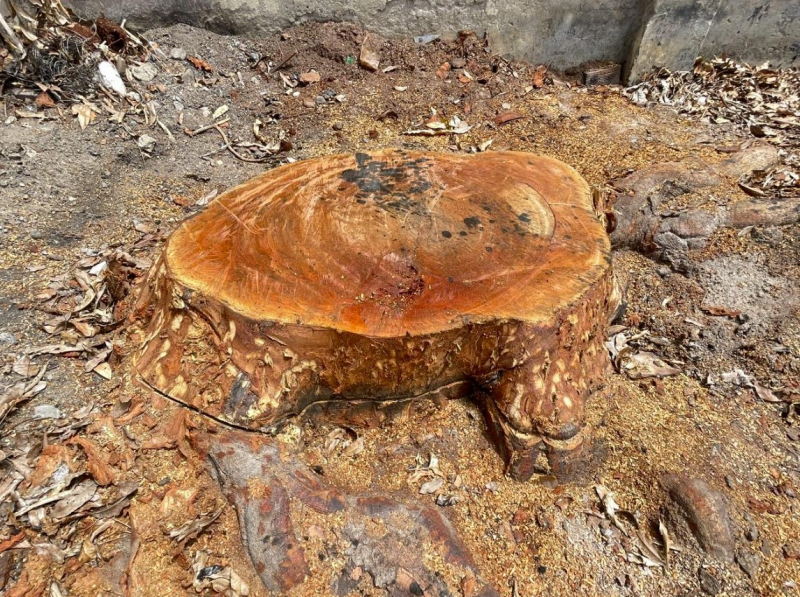 b2-1750830419745.jpg