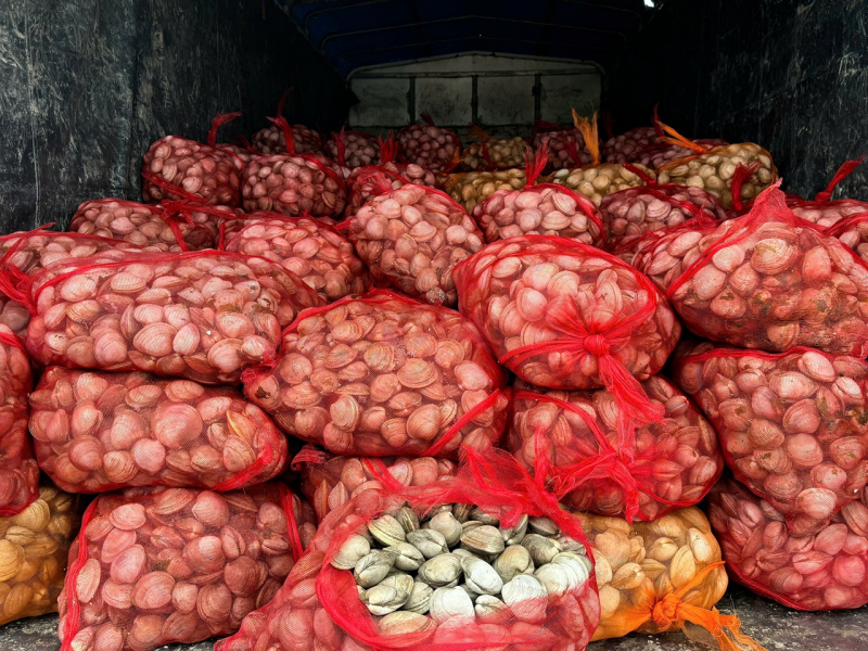 Liên tiếp phát hiện hàng chục tấn nhuyễn thể nghi nhập lậu qua biên giới -0
