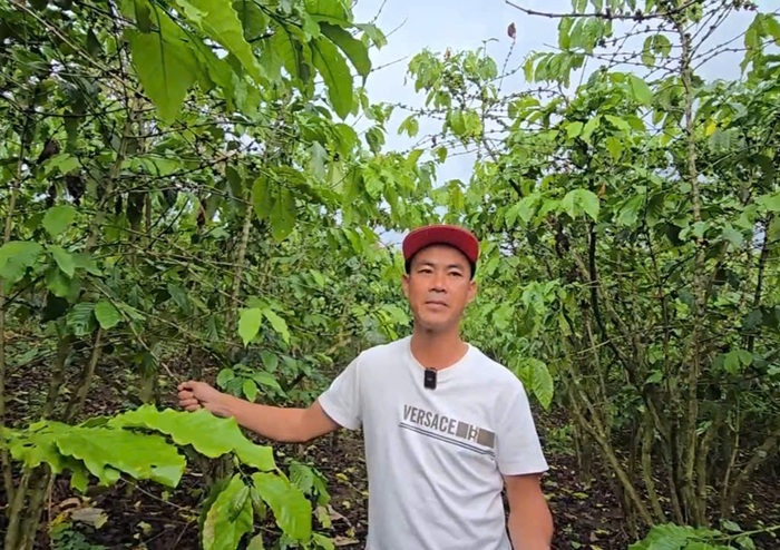 Sau bón phân, hơn 5,5ha cà phê rụng quả, chết cành bất thường -0