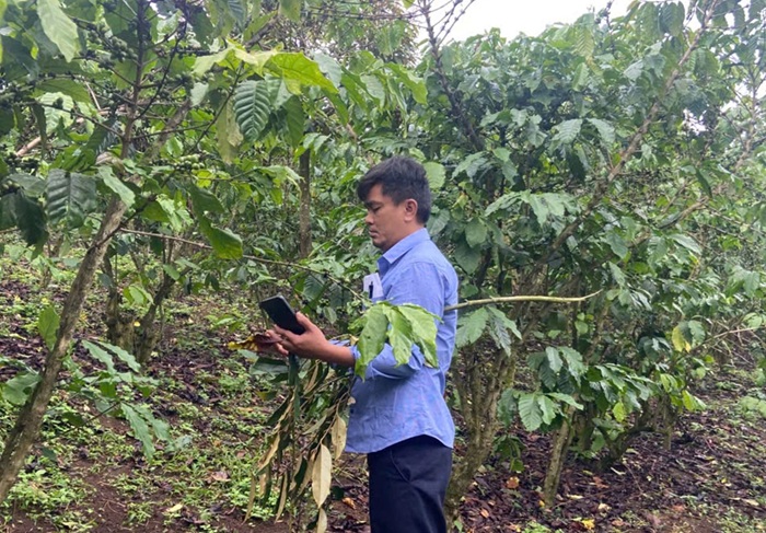 Vụ hơn 5,5ha cà phê rụng quả bất thường: Lấy mẫu phân xác định nguyên nhân -0
