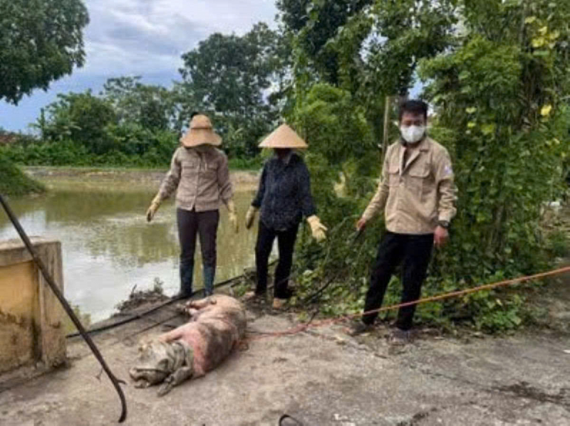Tiềm ẩn nguy cơ lây lan dịch bệnh từ việc vứt xác lợn chết bừa bãi -0