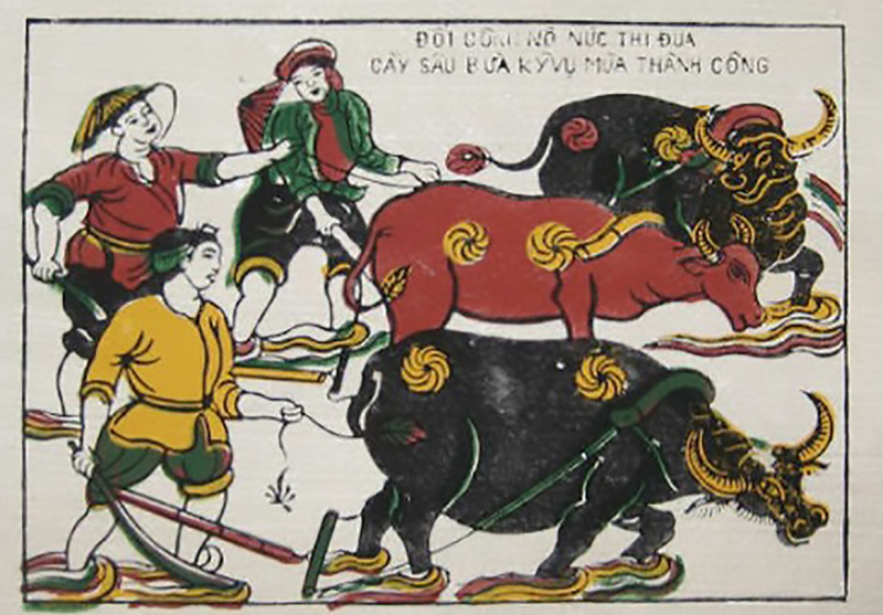 Nghé cơm trâu trắng trâu cò -0