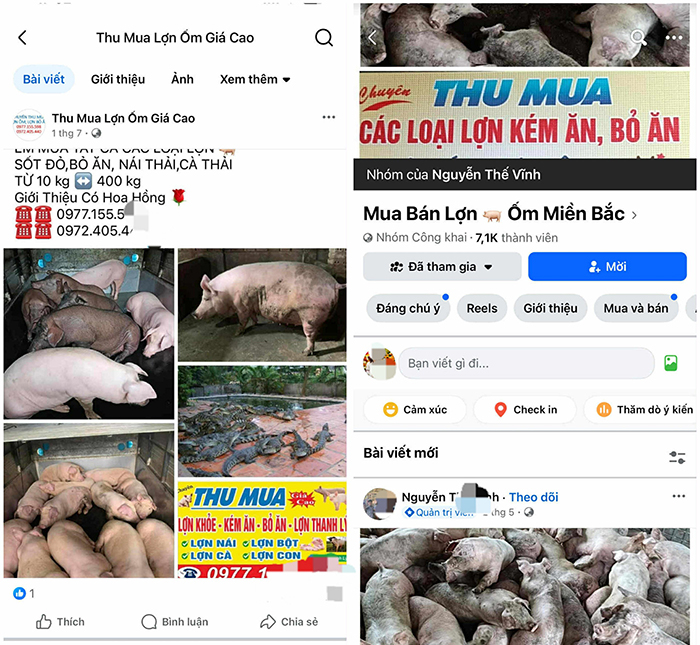 Mua bán công khai lợn nhiễm bệnh trên chợ mạng -0