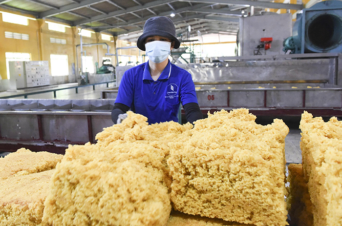 Cao su Bà Rịa: Phát triển xanh hướng đến nông nghiệp thông minh -0