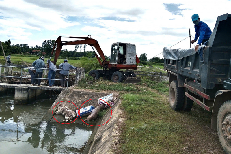 Yêu cầu xử lý dứt điểm tình trạng vứt xác lợn chết xuống kênh mương -0