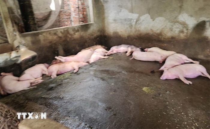 Thủ tướng chỉ đạo triển khai quyết liệt phòng chống dịch tả lợn châu Phi -0