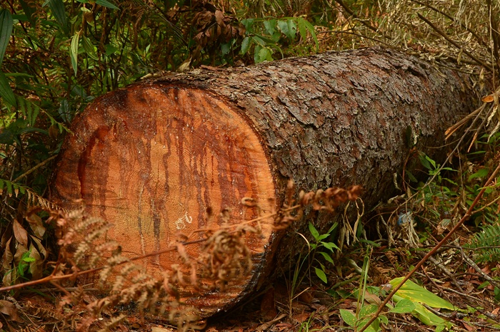 Thông cổ thụ giữa rừng già bị cưa hạ hàng loạt -0