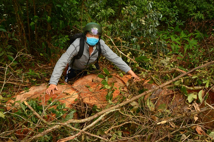 Thông cổ thụ giữa rừng già bị cưa hạ hàng loạt -0