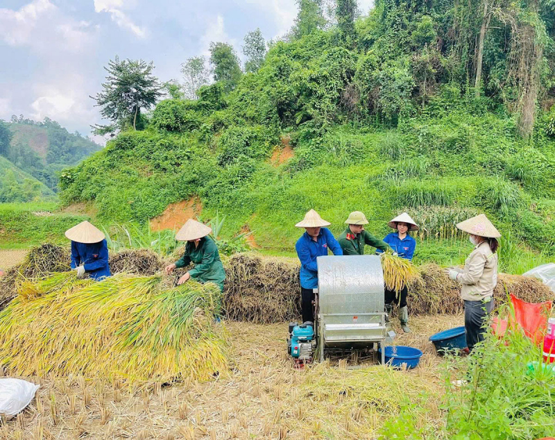 Lạng Sơn: Công an xã Tân Văn phối hợp hỗ trợ người dân thu hoạch lúa mùa vụ -0