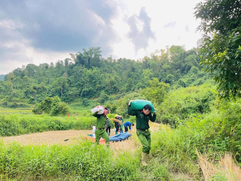 Lạng Sơn: Công an xã Tân Văn phối hợp hỗ trợ người dân thu hoạch lúa mùa vụ -2