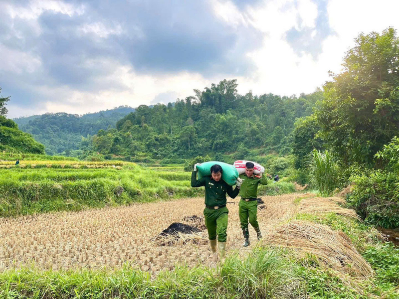 Lạng Sơn: Công an xã Tân Văn phối hợp hỗ trợ người dân thu hoạch lúa mùa vụ -3