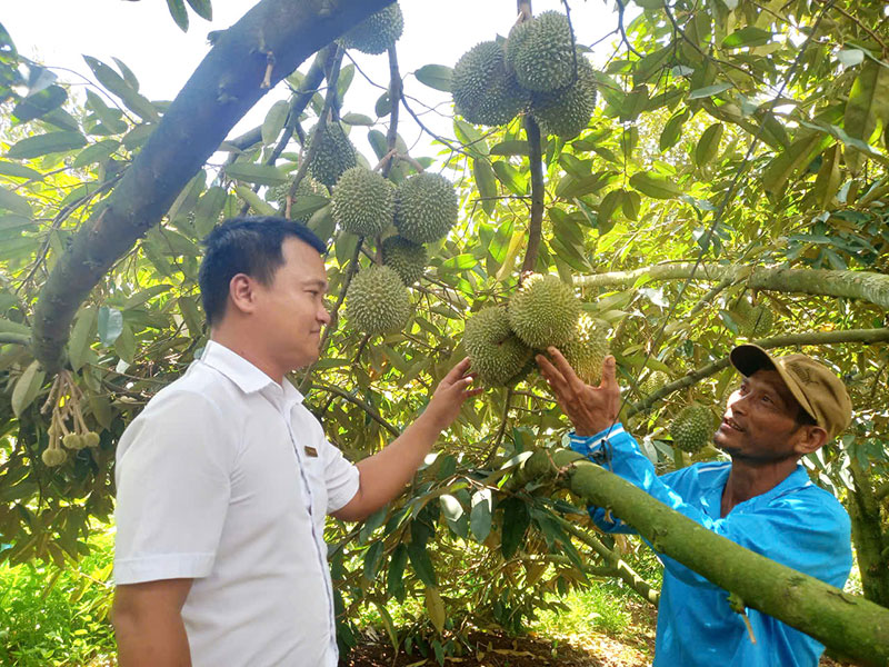 Agribank Sông Hinh góp phần xây dựng những vườn cây trái trĩu quả -0