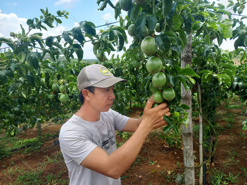 Agribank Sông Hinh góp phần xây dựng những vườn cây trái trĩu quả -0