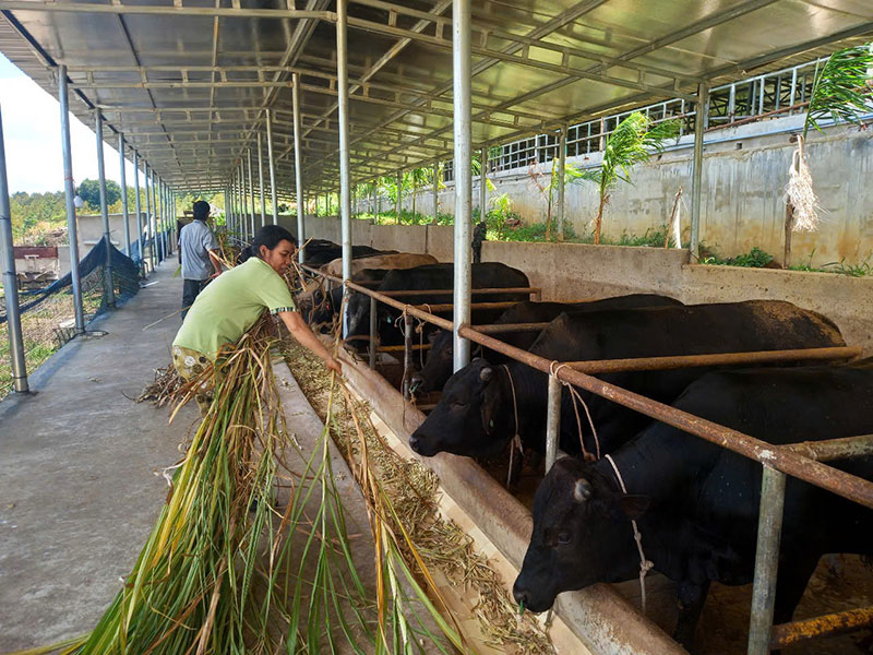 Agribank Sông Hinh góp phần xây dựng những vườn cây trái trĩu quả -0