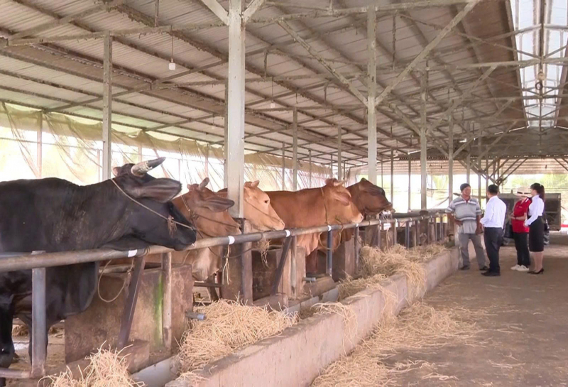 Vững bước lập nghiệp nơi vùng biên nhờ nguồn vốn từ Agribank -0