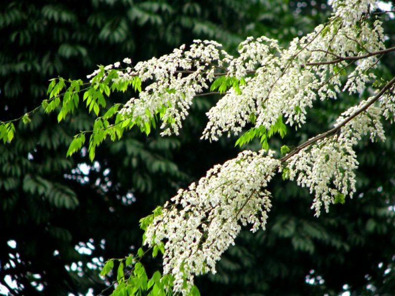 Giữa những tầng sâu bình yên -0