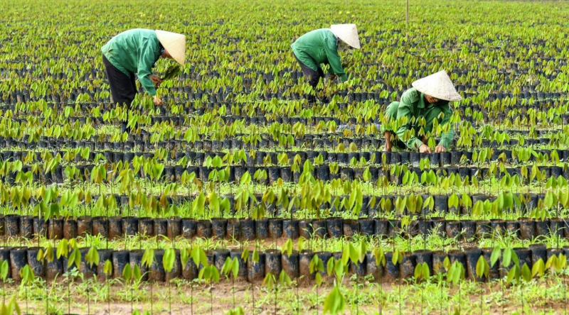 VRG vững vàng trên con đường xanh hóa -1