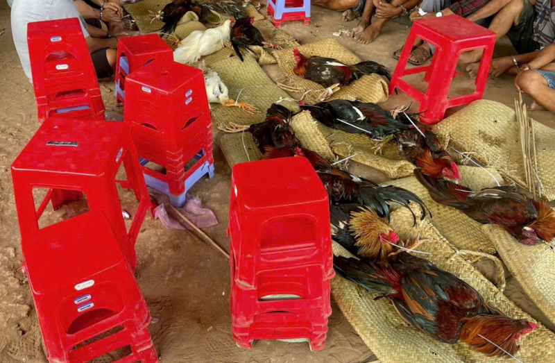 Phá trường gà, tạm giữ 51 con bạc với hơn 200 triệu đồng -1