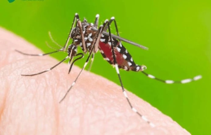 Khuyến cáo khẩn khi dịch bệnh Chikungunya tăng tại nhiều nước -0