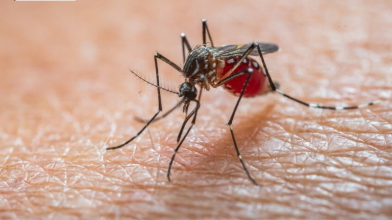 Bệnh Chikungunya có nguy hiểm không? -0