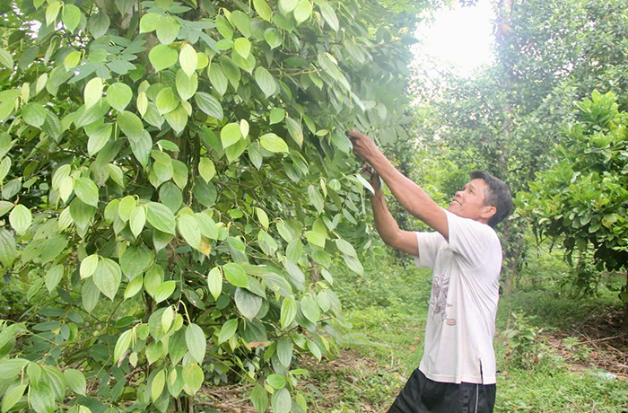 Khát vọng mới của A Dơi -0