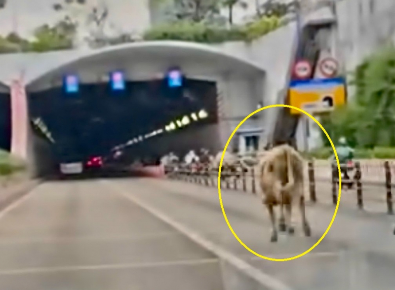 Giao thông rối loạn vì…bò đi lạc vào hầm vượt sông Sài Gòn -0