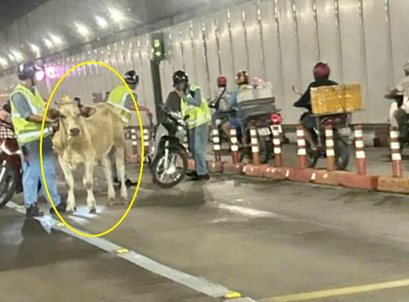 Giao thông rối loạn vì…bò đi lạc vào hầm vượt sông Sài Gòn -0