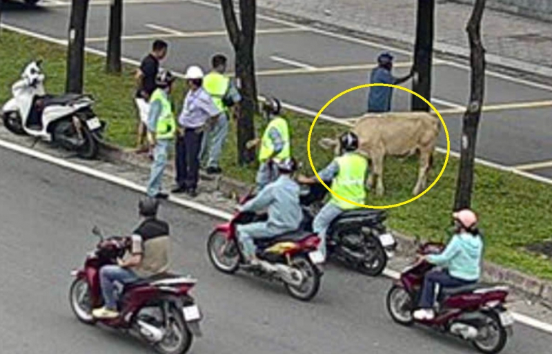 Giao thông rối loạn vì…bò đi lạc vào hầm vượt sông Sài Gòn -0