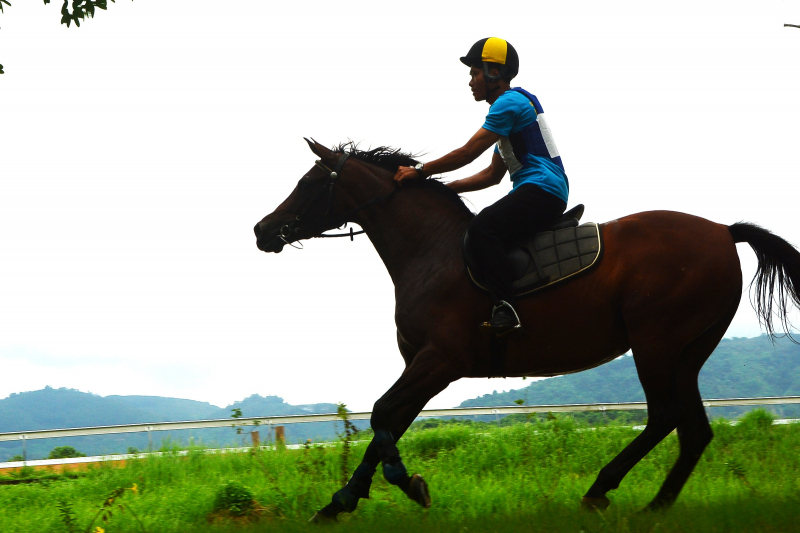 20 chú ngựa tung vó tranh tài tại giải vượt địa hình năm 2025 -4