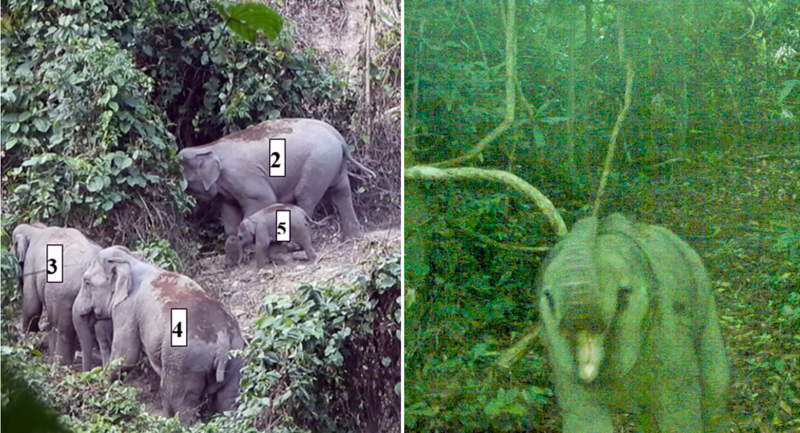 Niềm vui mang tên… voi -0