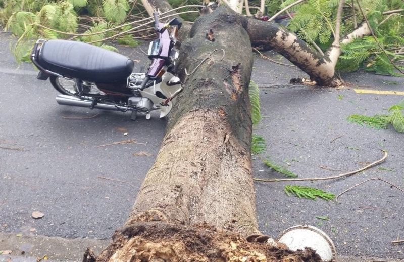 4 người thoát nạn thần kỳ khi bị cây phượng lớn đổ đè -0