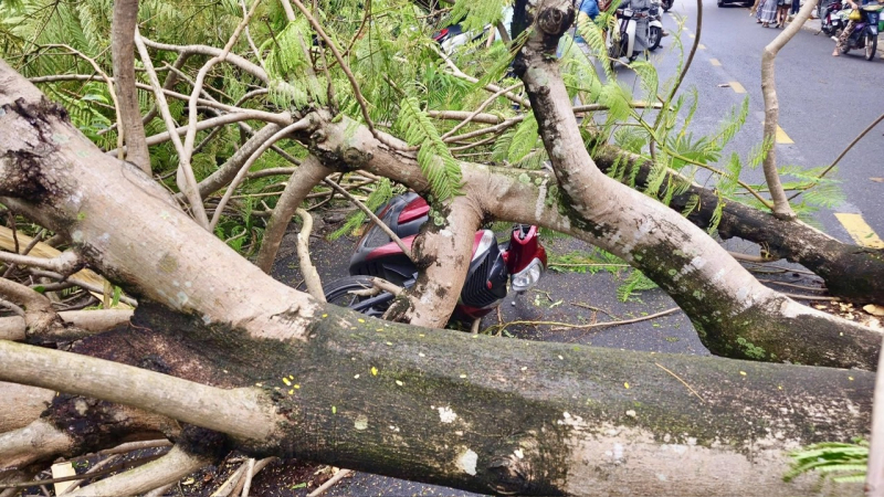 4 người thoát nạn thần kỳ khi bị cây phượng lớn đổ đè -1