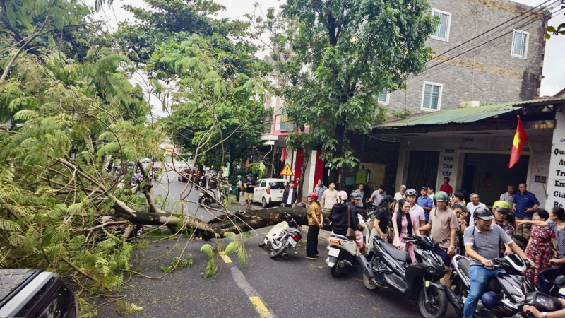 4 người thoát nạn thần kỳ khi bị cây phượng lớn đổ đè -0