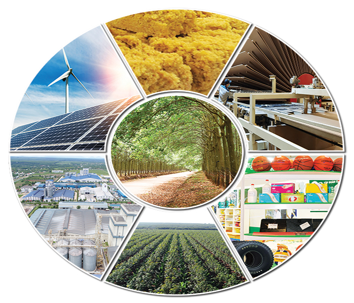 Nhìn lại dấu ấn 80 năm xây dựng đất nước - đóng góp của ngành cao su Việt Nam -0