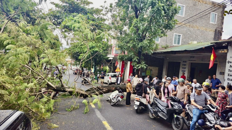 Cây xanh gãy đổ - hiểm họa ngay trước mùa mưa bão ở miền Trung -0