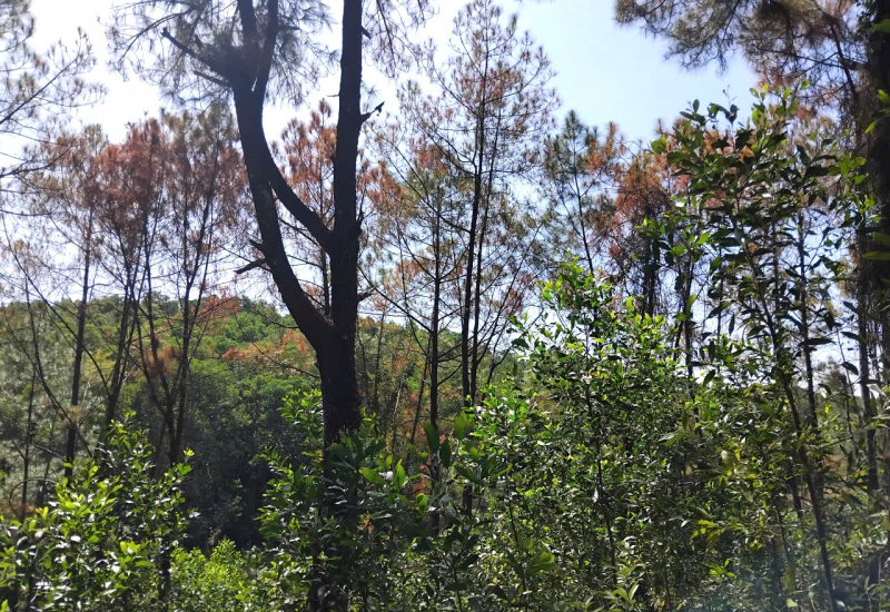 Điều tra vụ rừng thông phòng hộ ở Huế liên tục bị “đầu độc” -0