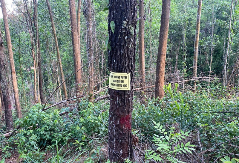 Điều tra vụ rừng thông phòng hộ ở Huế liên tục bị “đầu độc” -0