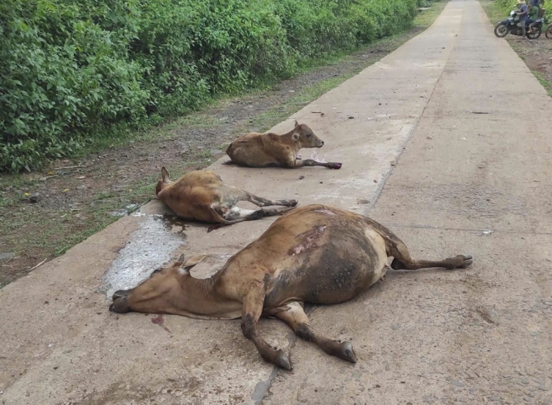 Xe tải mất phanh, tông chết 18 con bò của người dân -1