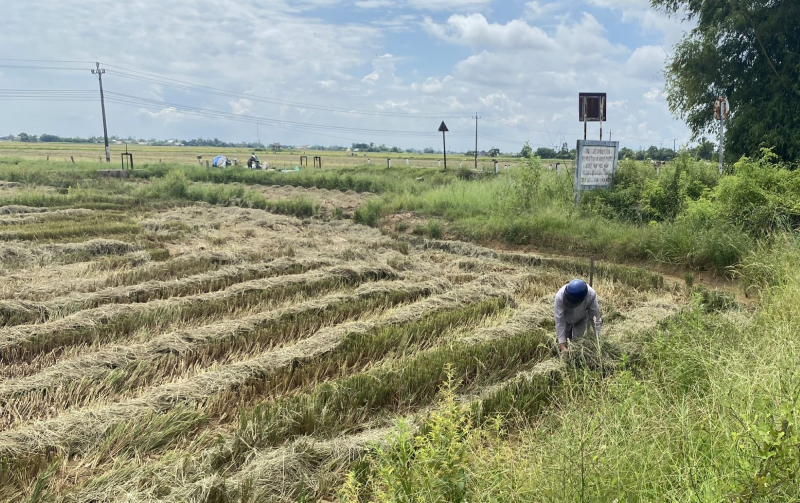 Ville de Hué : récoltez d'urgence le riz, appelez les bateaux à débarquer pour éviter la tempête n° 5-0