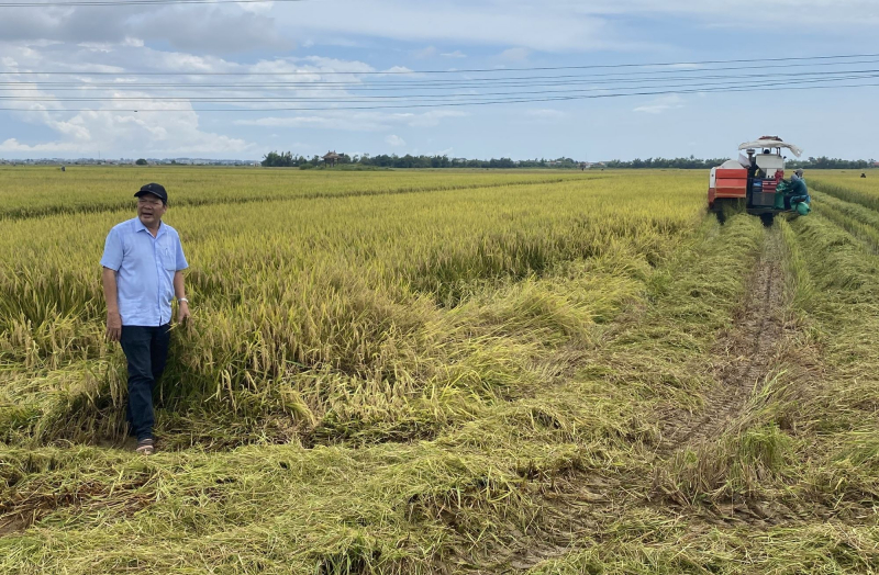 Ville de Hué : récoltez d'urgence le riz, appelez les bateaux à débarquer pour éviter la tempête n° 5-0