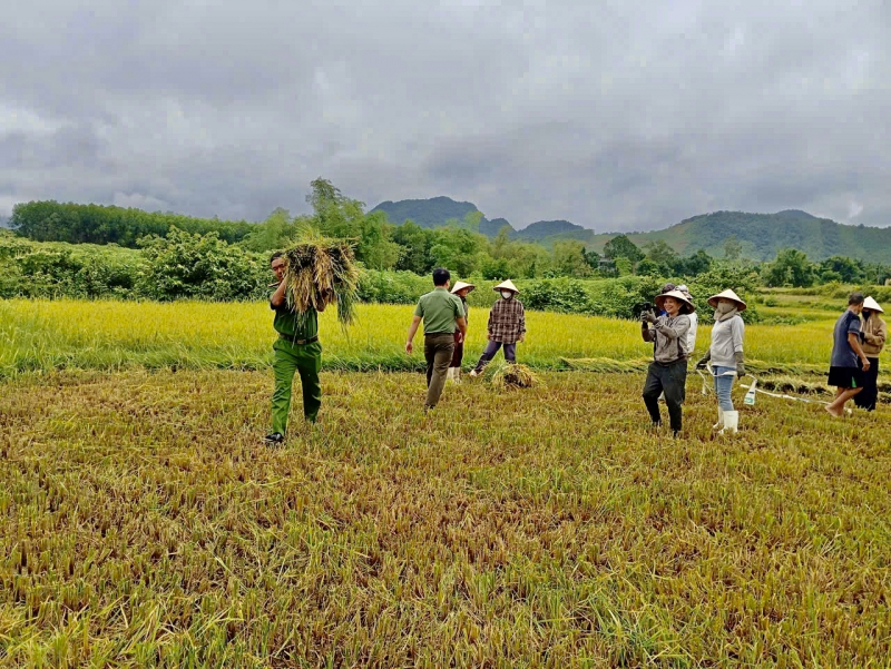 Cuối hè, gặt lúa chạy bão -0