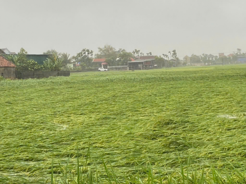 Những thiệt hại ban đầu tại Nghệ An do bão số 5 gây ra -0