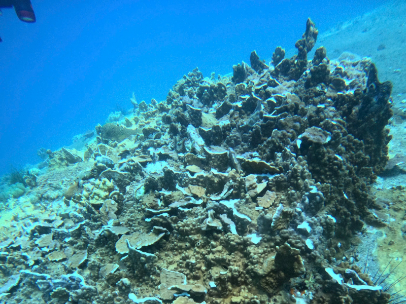 Điều tra nguyên nhân san hô gãy đổ, cá chết hàng loạt ở đáy biển Hòn Bạc -0
