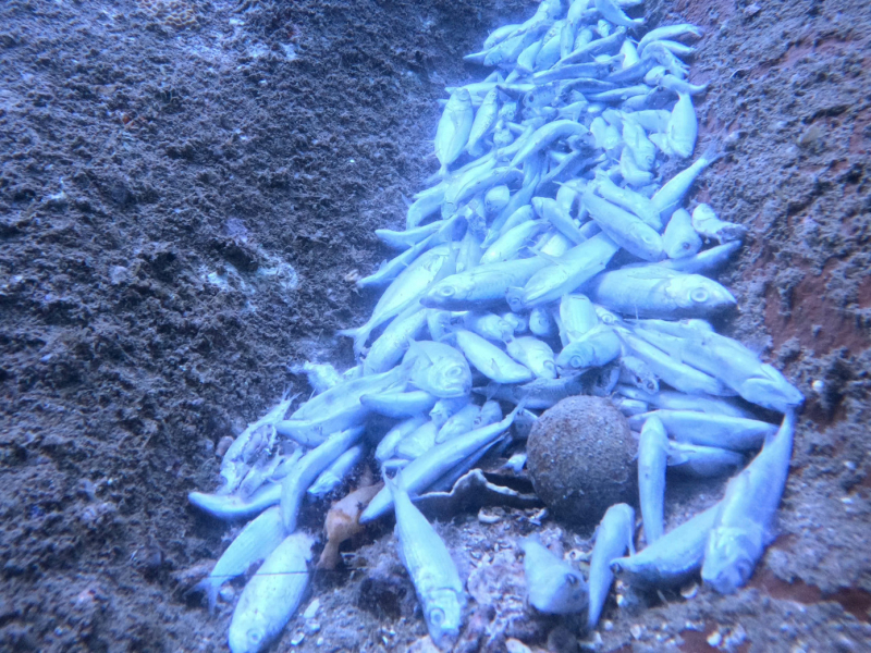 Điều tra nguyên nhân san hô gãy đổ, cá chết hàng loạt ở đáy biển Hòn Bạc -0