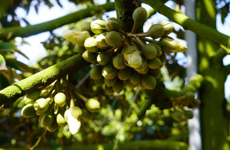 Agribank tiếp sức, thầy giáo bén duyên với nông nghiệp công nghệ cao -0