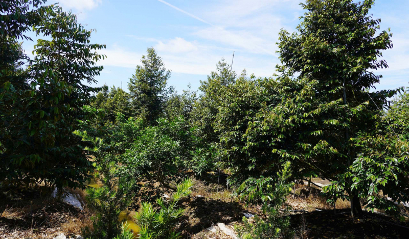 Agribank tiếp sức, thầy giáo bén duyên với nông nghiệp công nghệ cao -0